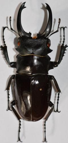 Réf. 247 664 : Odontolabis siva